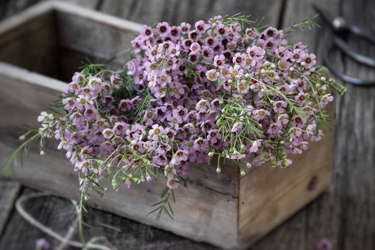 cách cắm hoa thanh liễu bó hoa thanh liễu màu tím trong hộp gỗ 