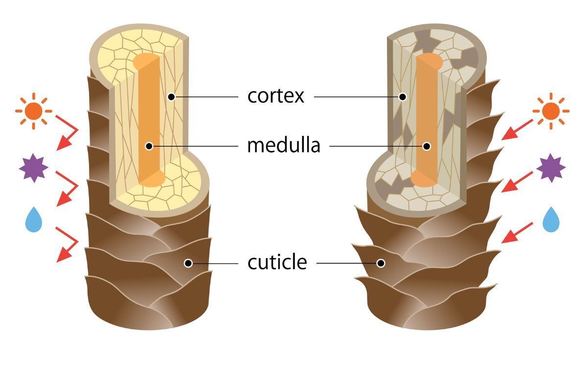 tóc cháy nắng là gì hình ảnh minh hoạ hai lõi tóc một đang khỏe mạnh vì chống được nắng và một lõi tóc hư tổn vì tác động tia UV gây mất nước