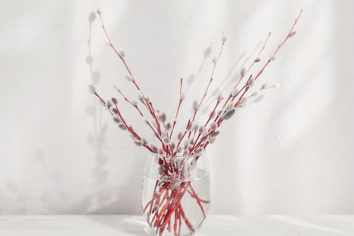 Nụ tầm xuân cắm trong bình thuỷ tinh ảnh chụp trên nền trắng