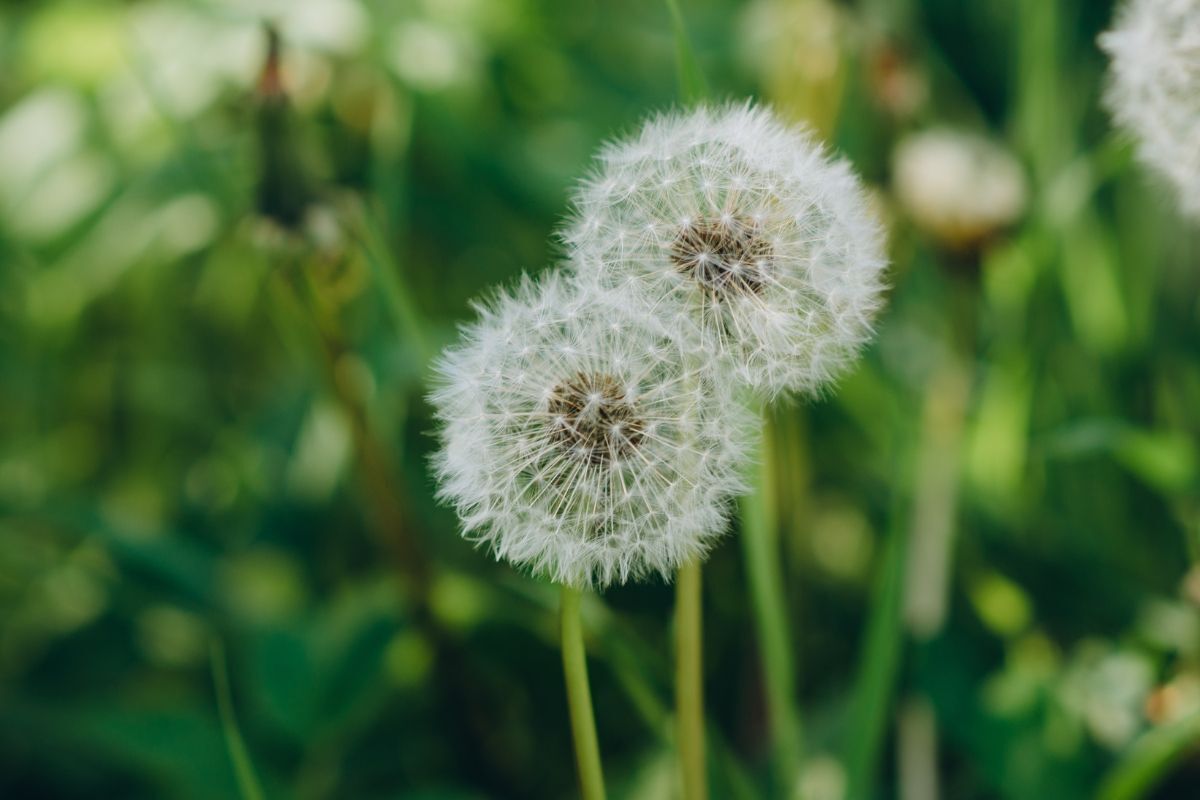 hoa bồ công anh hai bông hoa bồ công anh chụp cận