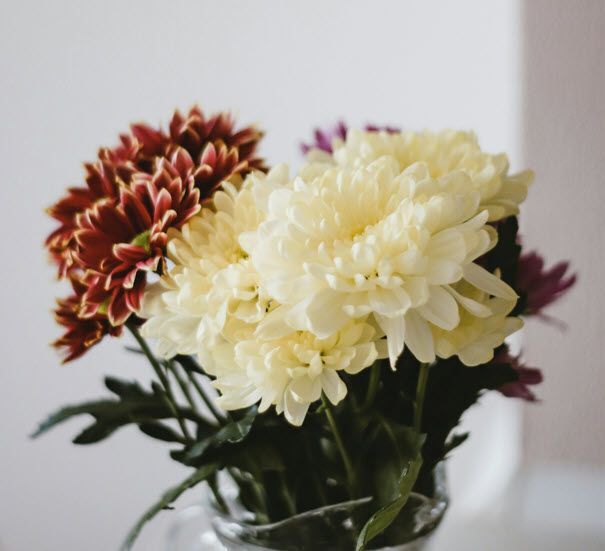 cách cắm hoa cúc