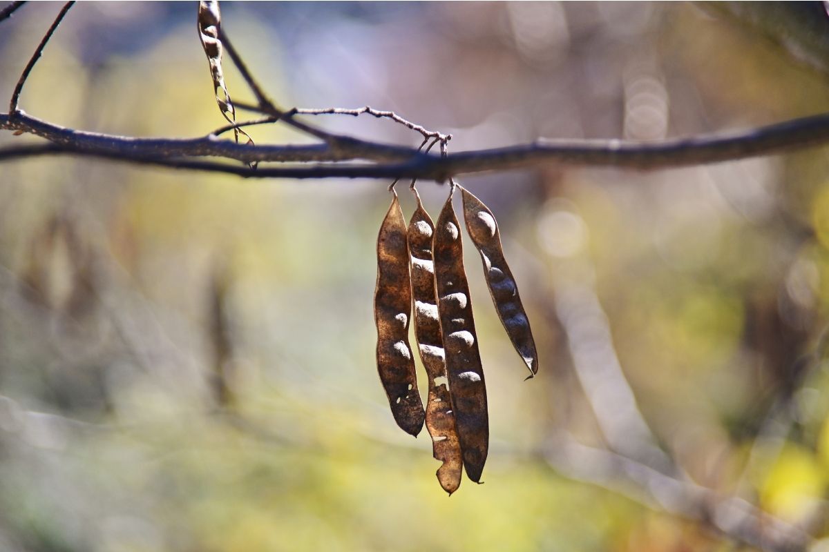 dầu gội cho tóc nhuộm bồ kết