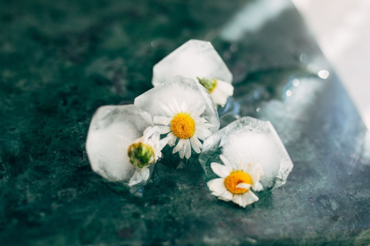 chườm đá lên mặt những ai nên tránh chườm đá lạnh lên mặt các cục đá viên chứa hoa cúc đang tan chảy trên bàn