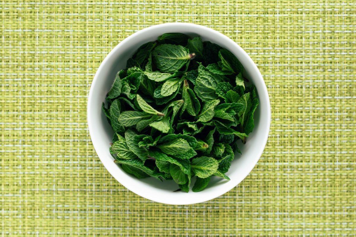 Cách trị gàu tại nhà bằng lá húng quế