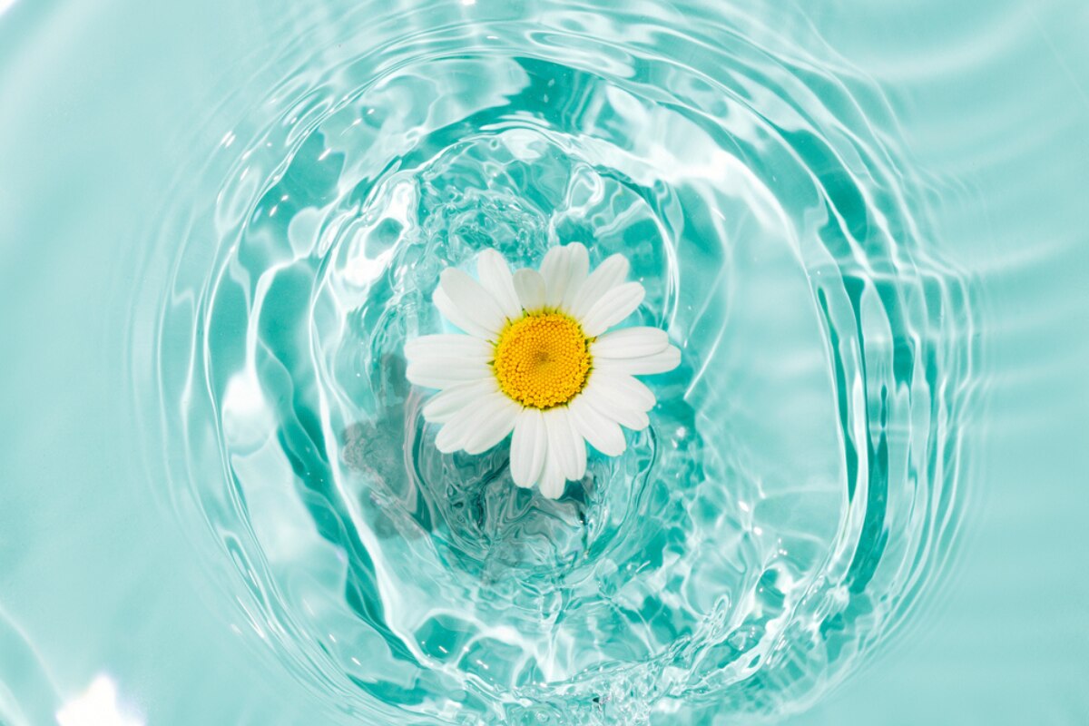 chiết xuất cúc la mã bông hoa cúc nằm giữa xoáy nước màu xanh