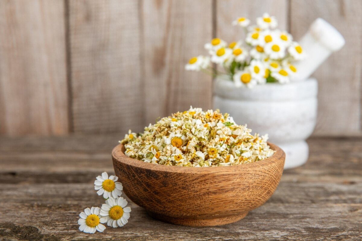 chiết xuất cúc la mã tô hoa cúc la mã sấy khô đựng trong tô gỗ phía sau là bộ chày cối đựng các nhánh hoa cúc la mã