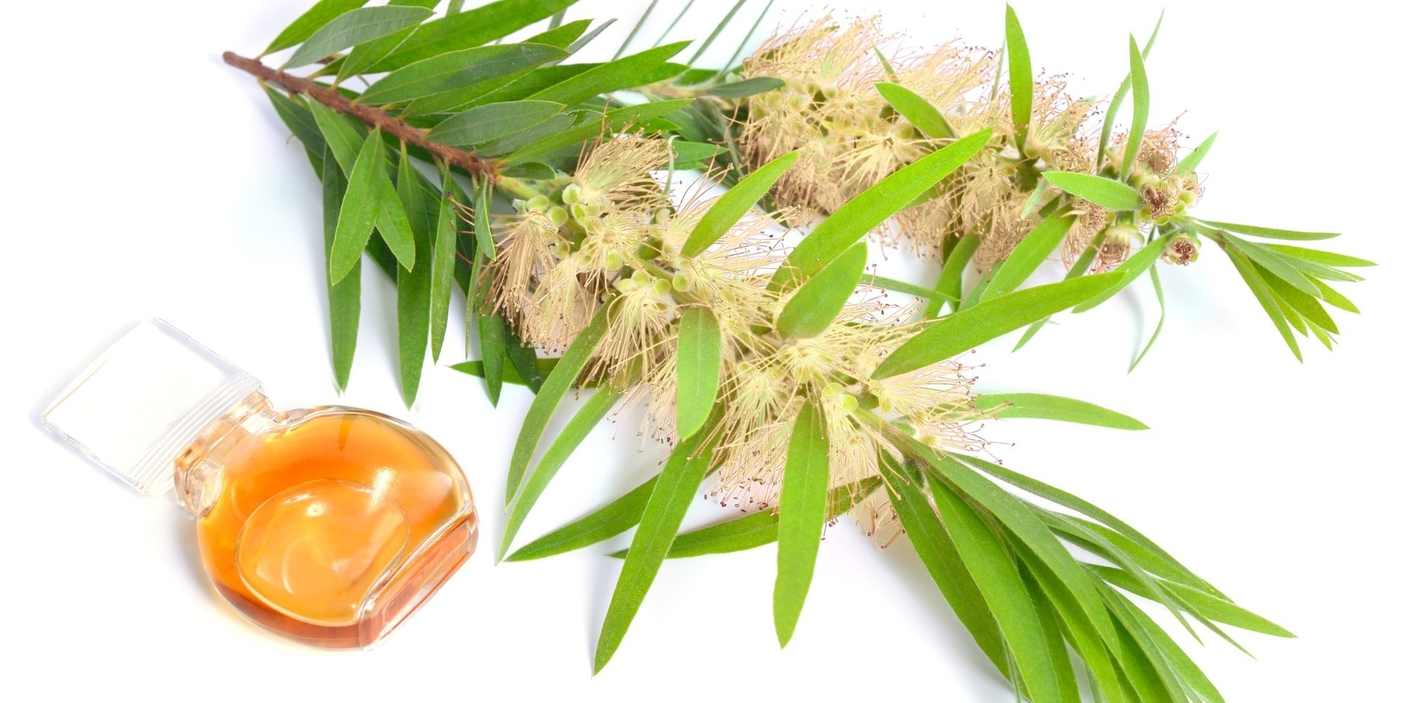 minyak esensial yang diekstrak dari tanaman tea tree