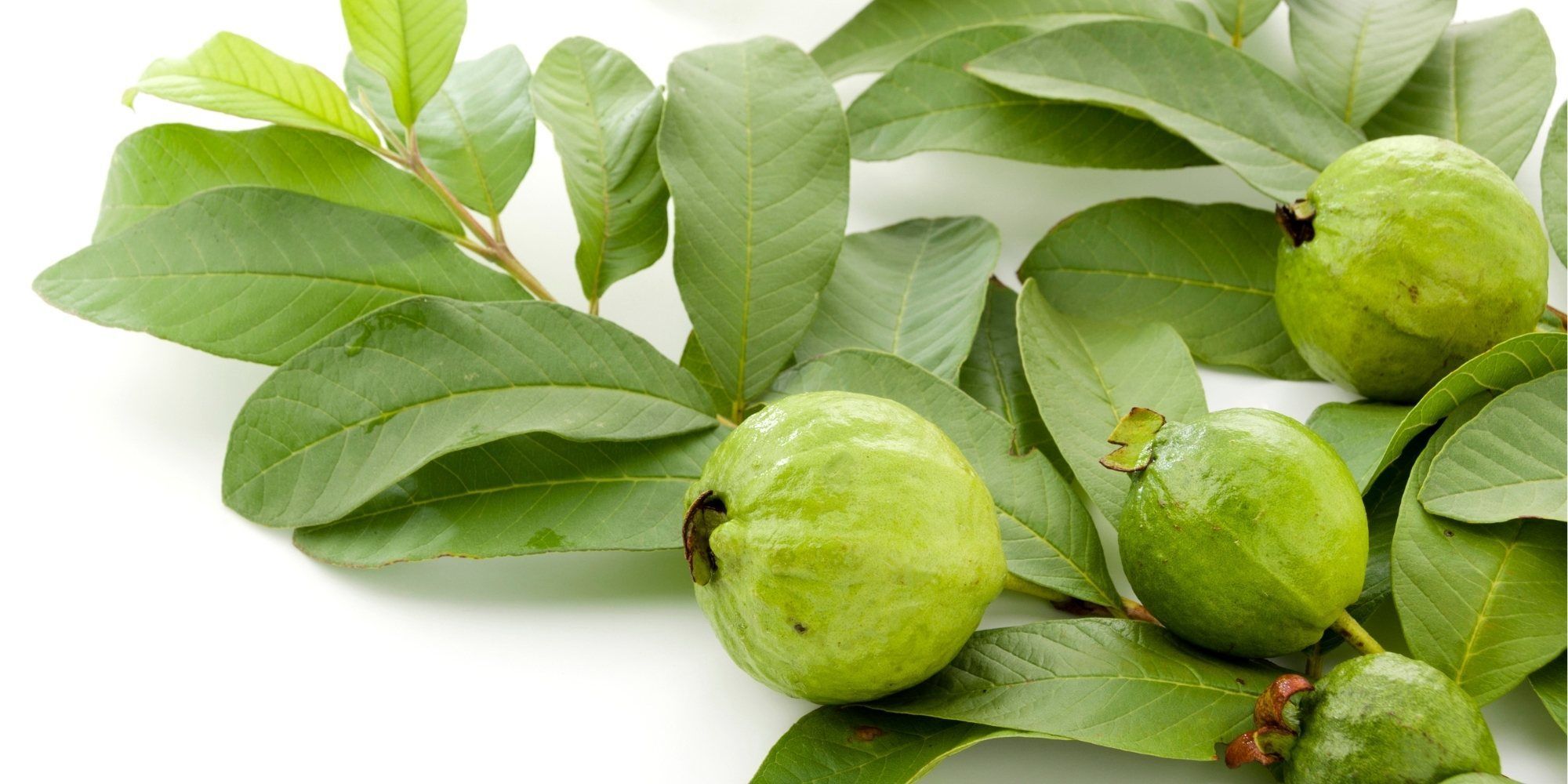 daun jambu biji yang bisa digunakan untuk perawatan rambut