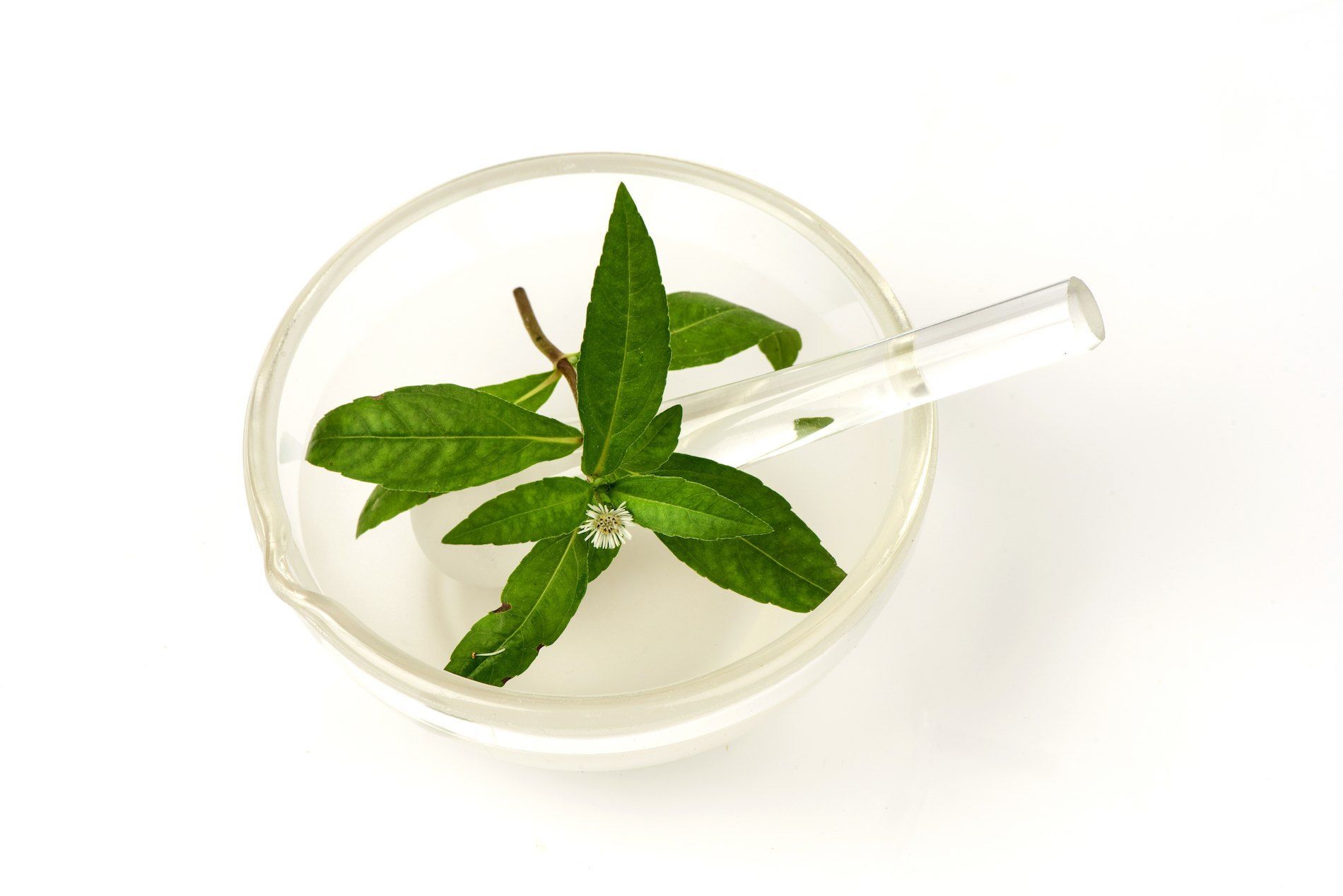 tumbuhan false daisy atau urang-aring