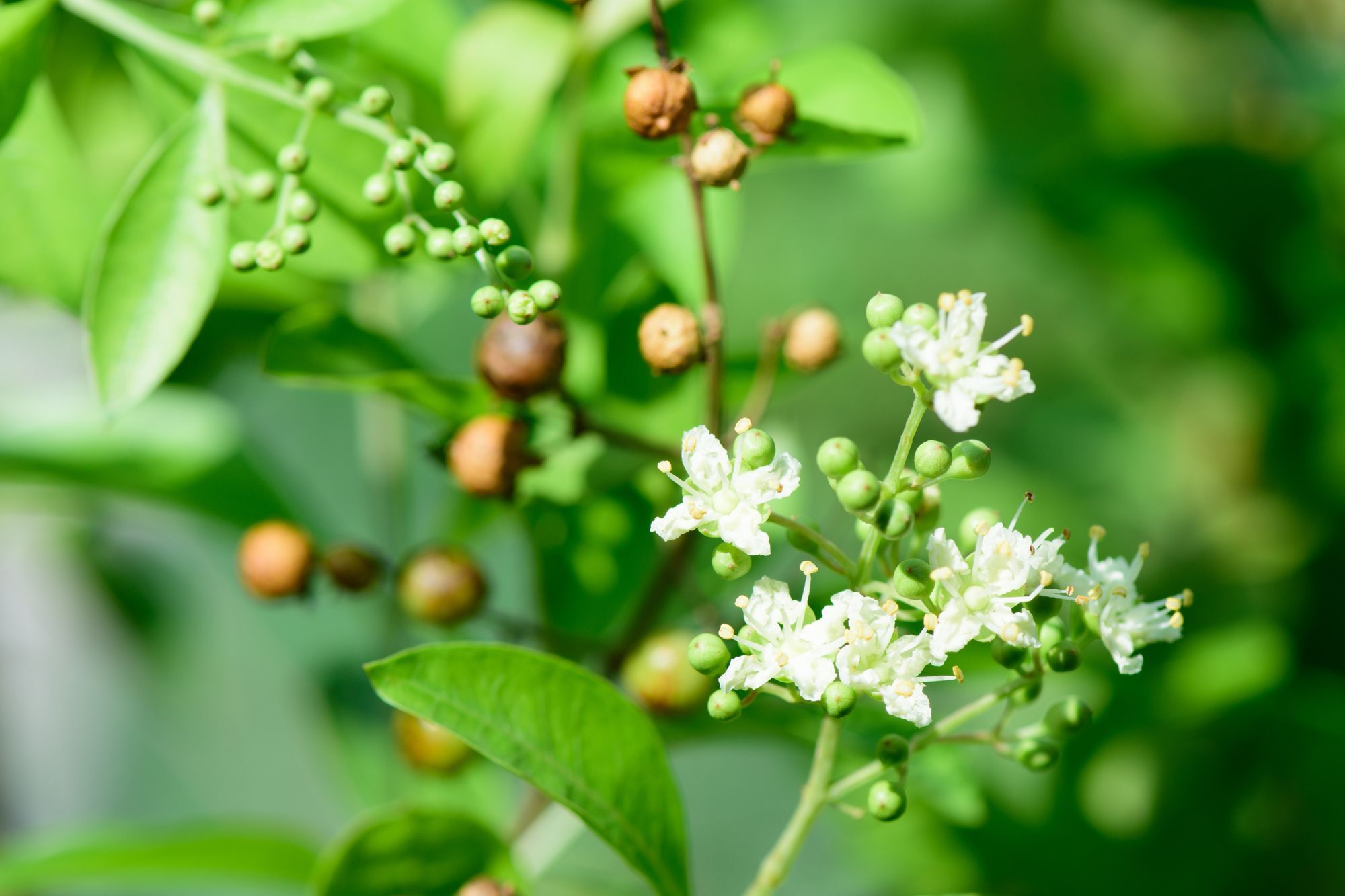 ย้อมผมด้วยเฮนน่า