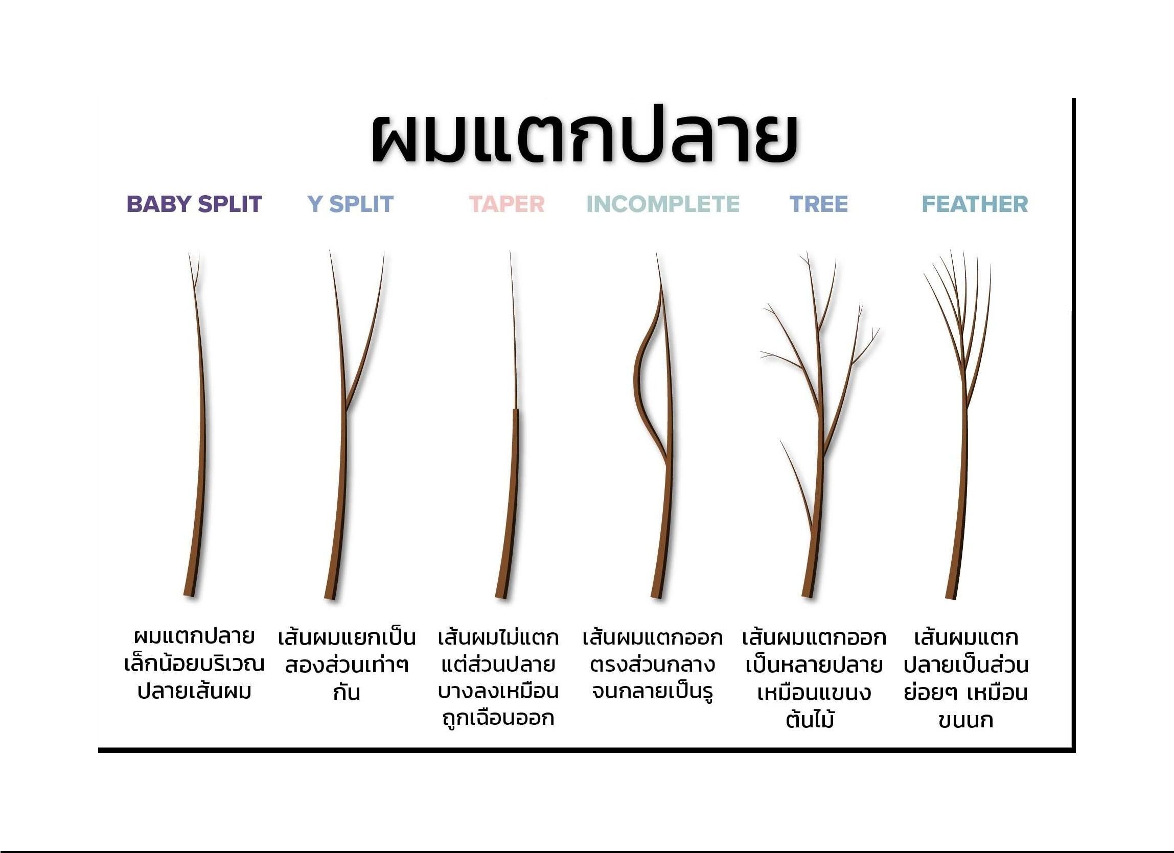 ลักษณะของ ผมแตกปลาย แบบต่างๆ