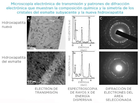 demostrado:-una-estructura-de-cristales-y-una-composición-química-idéntica-a-la-del-esmalte