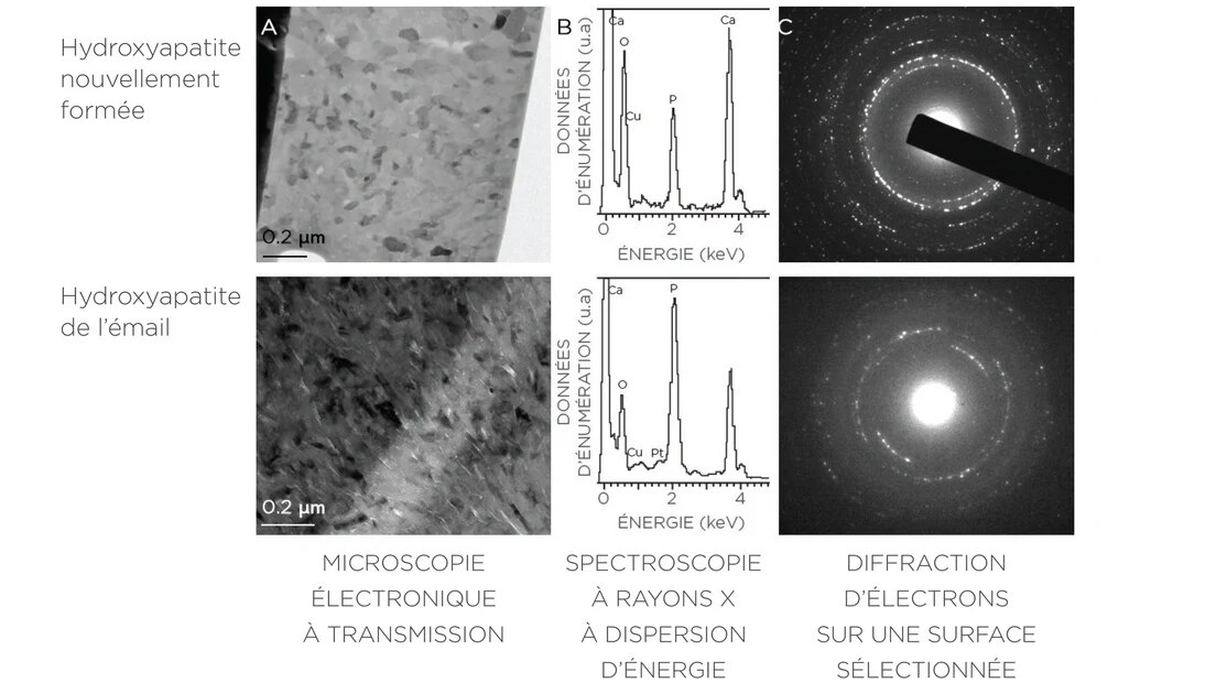 C’EST PROUVÉ : LA STRUCTURE CRISTALLINE ET LA COMPOSITION CHIMIQUE SONT IDENTIQUES À CELLES DE L’ÉMAIL