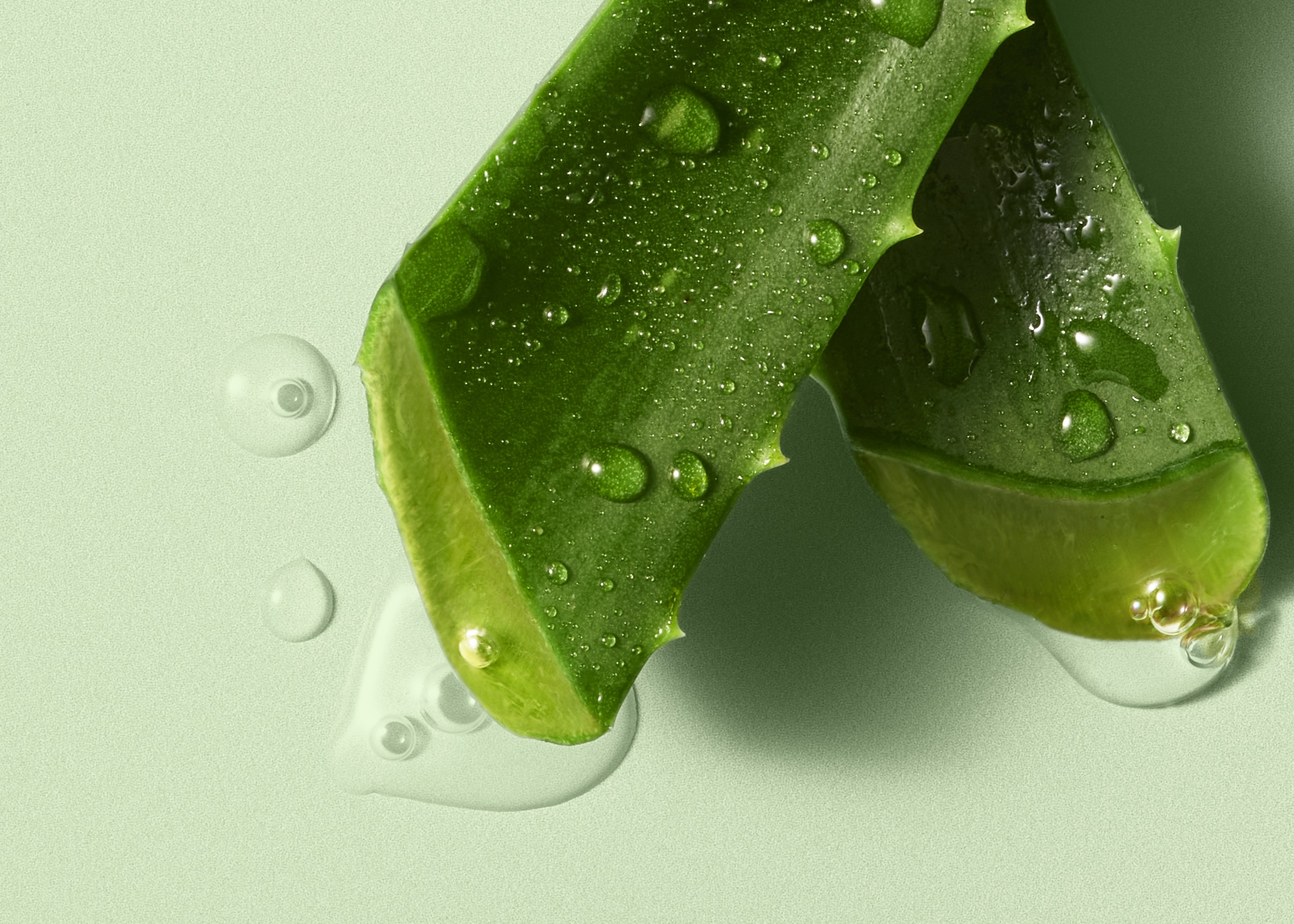 Green background with aloe vera leaves