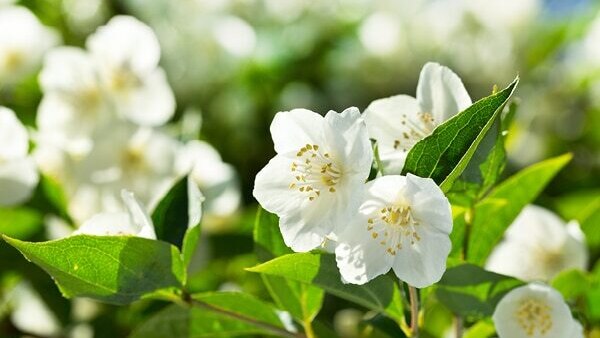 Rosemary