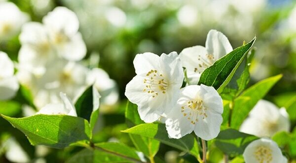 Rosemary