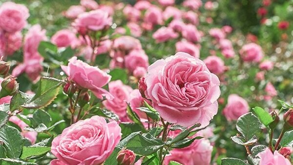 Rosemary