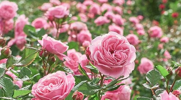 Rosemary