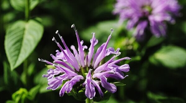 Rosemary
