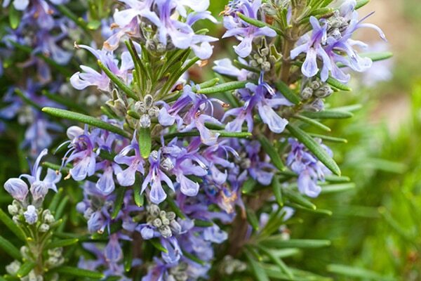 Rosemary