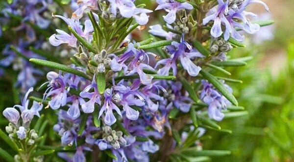 Rosemary