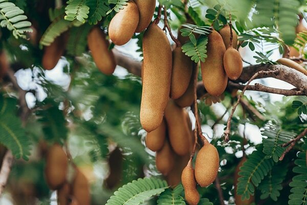 FAQs on tamarind health benefits