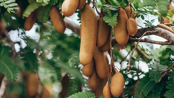 FAQs on tamarind health benefits