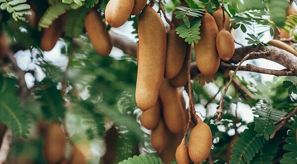 FAQs on tamarind health benefits