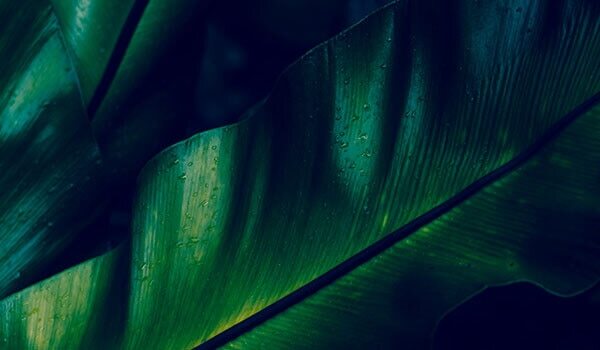 Benefits Of Chlorophyll For Your Skin