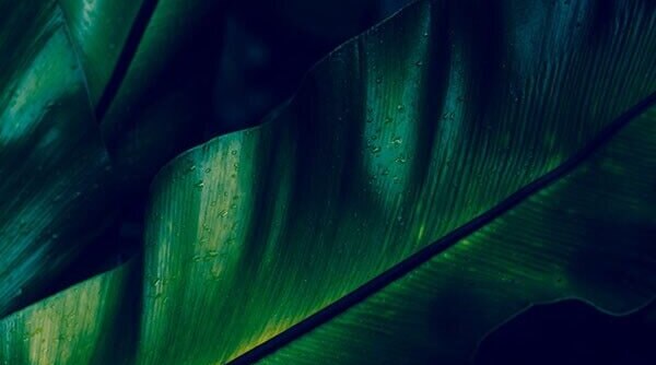 Benefits Of Chlorophyll For Your Skin