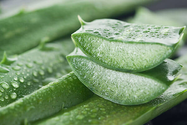 Cucumber