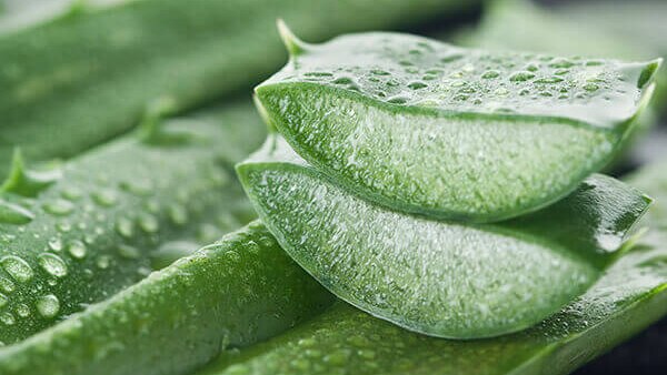 Cucumber