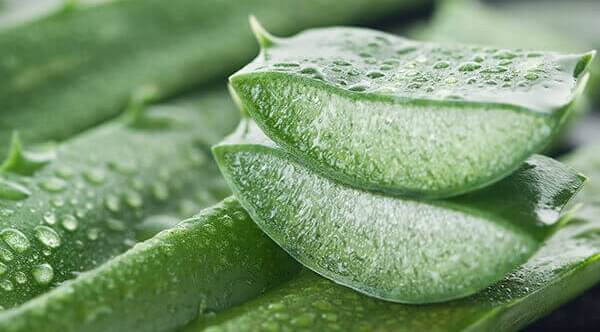 Cucumber