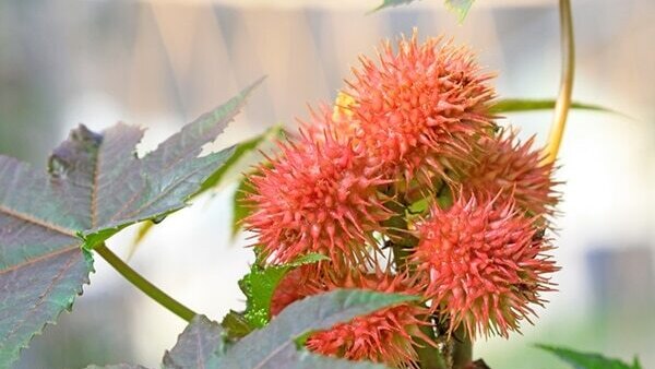 FAQs about castor oil for hair