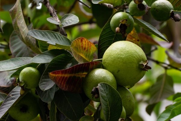 Everything You Need To Know About Guava Benefits For Skin