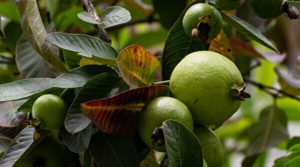 Everything You Need To Know About Guava Benefits For Skin