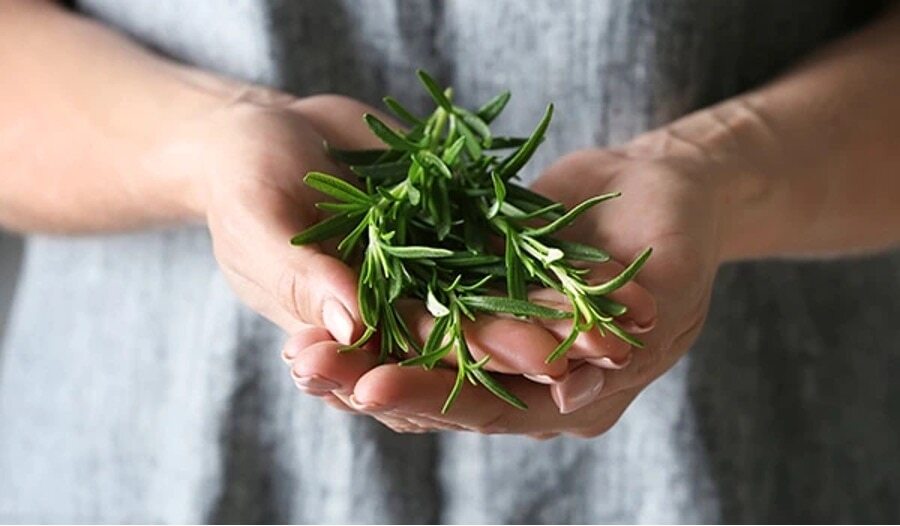 Rosemary Oil