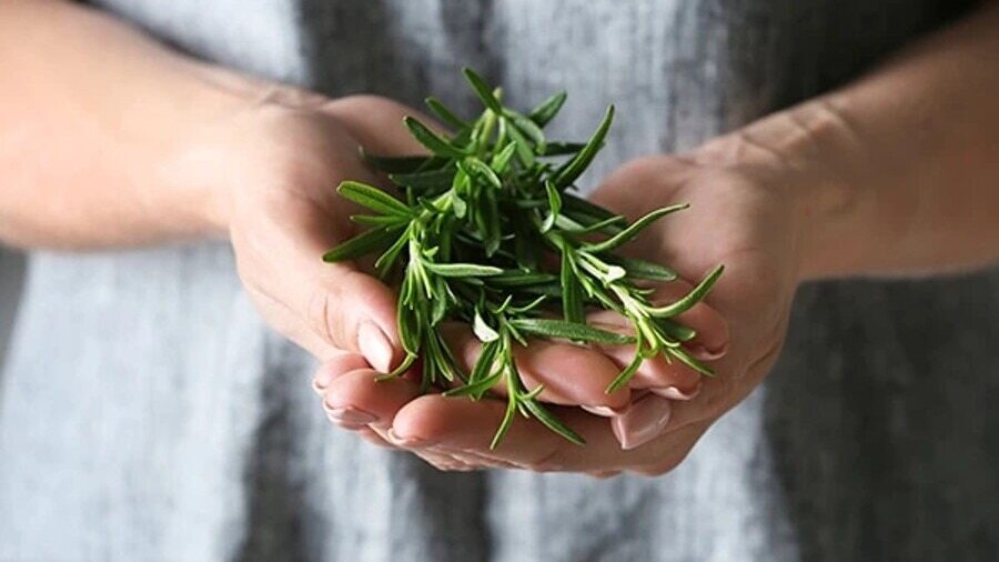 Rosemary Oil
