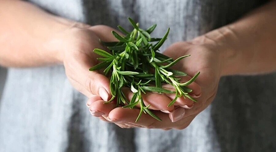 Rosemary Oil