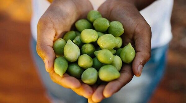 Kakadu Plum Is The Vitamin C Powerhouse Ingredient Your Skin Needs Rn!