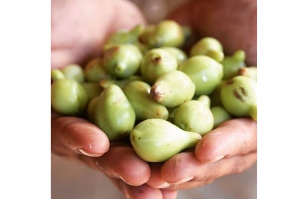 Kakadu Plum for Skin Care (Vitamin C) - Combats acne