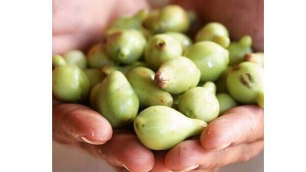 Kakadu Plum for Skin Care (Vitamin C) - Combats acne