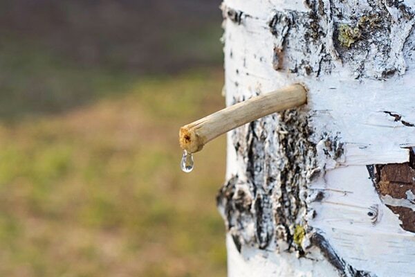 07.  Birch juice