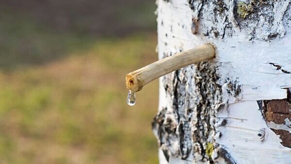07.  Birch juice