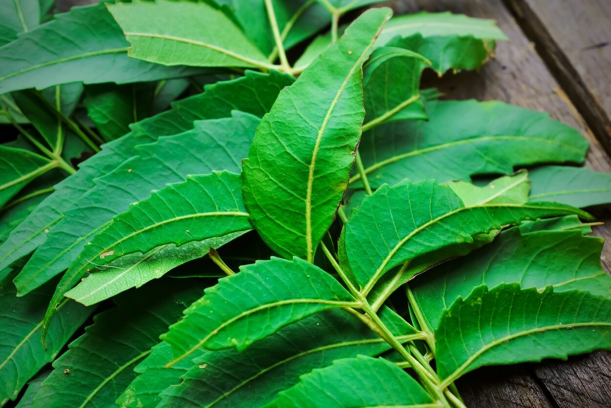 FAQs about herbs for acne