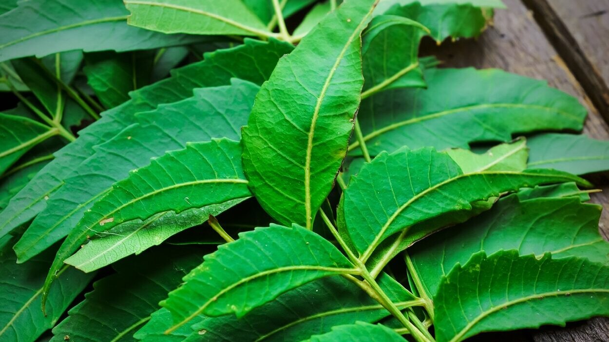 FAQs about herbs for acne