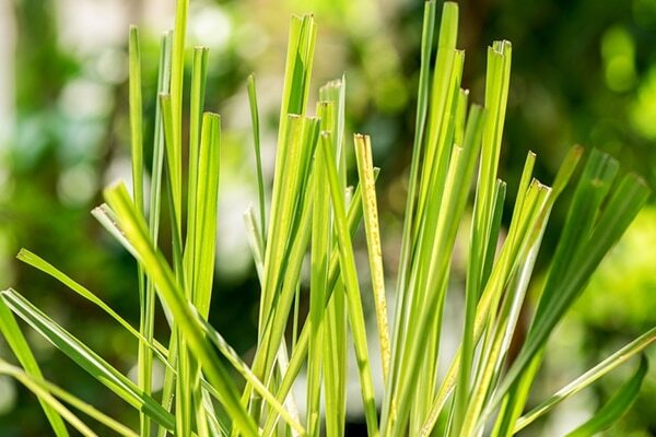 Lemongrass