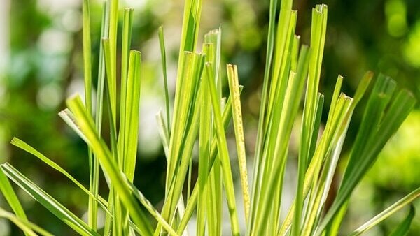 Lemongrass