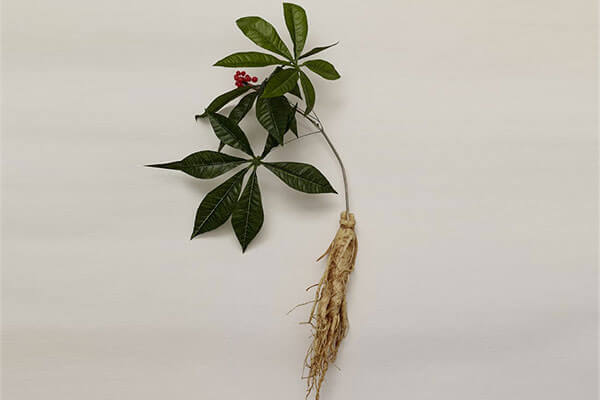 Restores nourishment from within - BENEFITS OF GINSENG FOR YOUR HAIR
