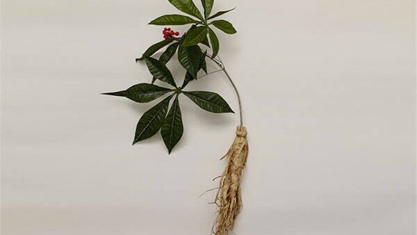 Restores nourishment from within - BENEFITS OF GINSENG FOR YOUR HAIR